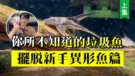 鼠魚入門|你所不知道的「老鼠魚」!擺脫新手【鼠魚篇】